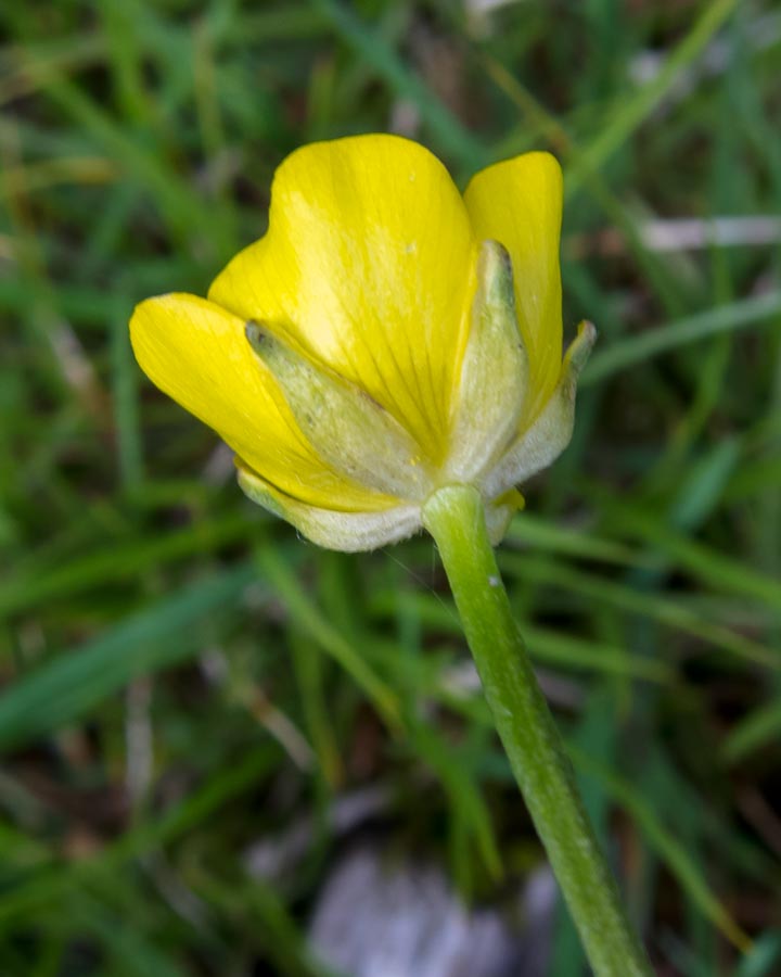 Ranunculus repens / Ranuncolo strisciante